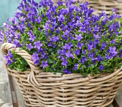 Bio Teppich-Glockenblume