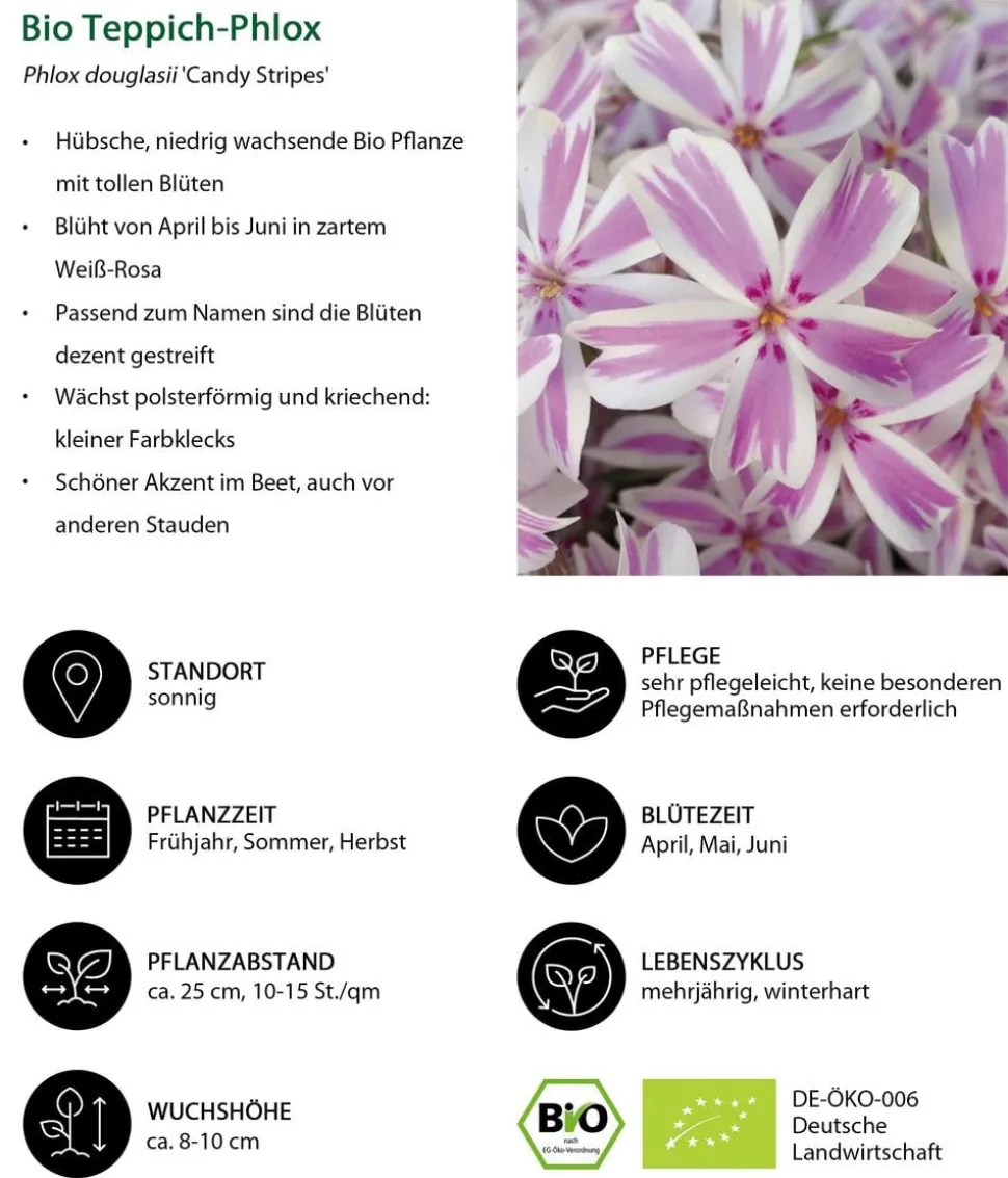 Bio Teppich-Phlox 'Candy Stripes'