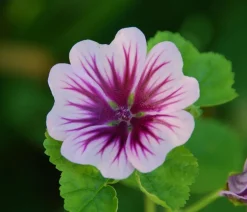 Bio Wild-Malve 'Zebrina'