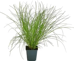 Bio Winkel-Segge