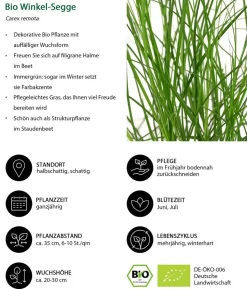 Bio Winkel-Segge
