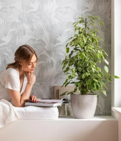 Birkenfeige - Ficus benjamina 'Forever', verschiedene Farben