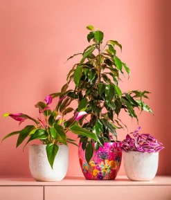 Birkenfeige - Ficus benjamina 'Forever', verschiedene Farben