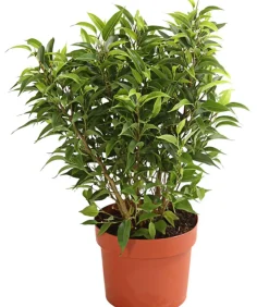 Birkenfeige - Ficus benjamina 'Kinky', verschiedene Farben