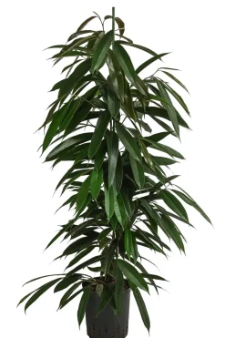 Birkenfeige - Ficus binnendijkii 'Amstel King', Hydrokultur