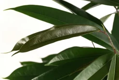 Birkenfeige - Ficus binnendijkii 'Amstel King', Hydrokultur