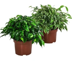 Birkenfeigen-Set - Ficus benjamini, 2-teilig