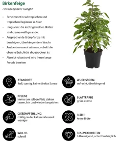 Birkenfeigen-Set - Ficus benjamini, 3-teilig