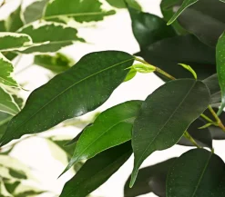 Birkenfeigen-Set - Ficus benjamini, 3-teilig