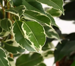Birkenfeigen-Set - Ficus benjamini, 3-teilig