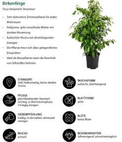 Birkenfeigen-Set - Ficus benjamini, 3-teilig