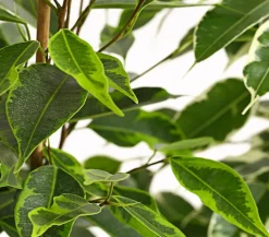 Birkenfeigen-Set - Ficus benjamini, 3-teilig
