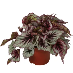 Blattbegonie - Begonia rex-Hybride 'Evening Glow'