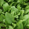 Blattspinat rot geadert, 12er Schale