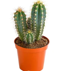 Blauer Haarsäulenkaktus - Pilosocereus azureus