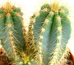 Blauer Haarsäulenkaktus - Pilosocereus azureus