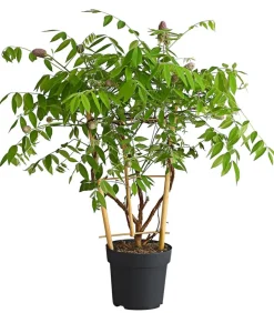 Blauregen 'Amethyst Falls®'