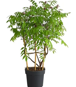 Blauregen 'Amethyst Falls®'