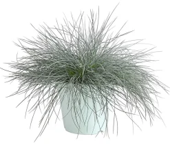 Blauschwingel 'Intense Blue'
