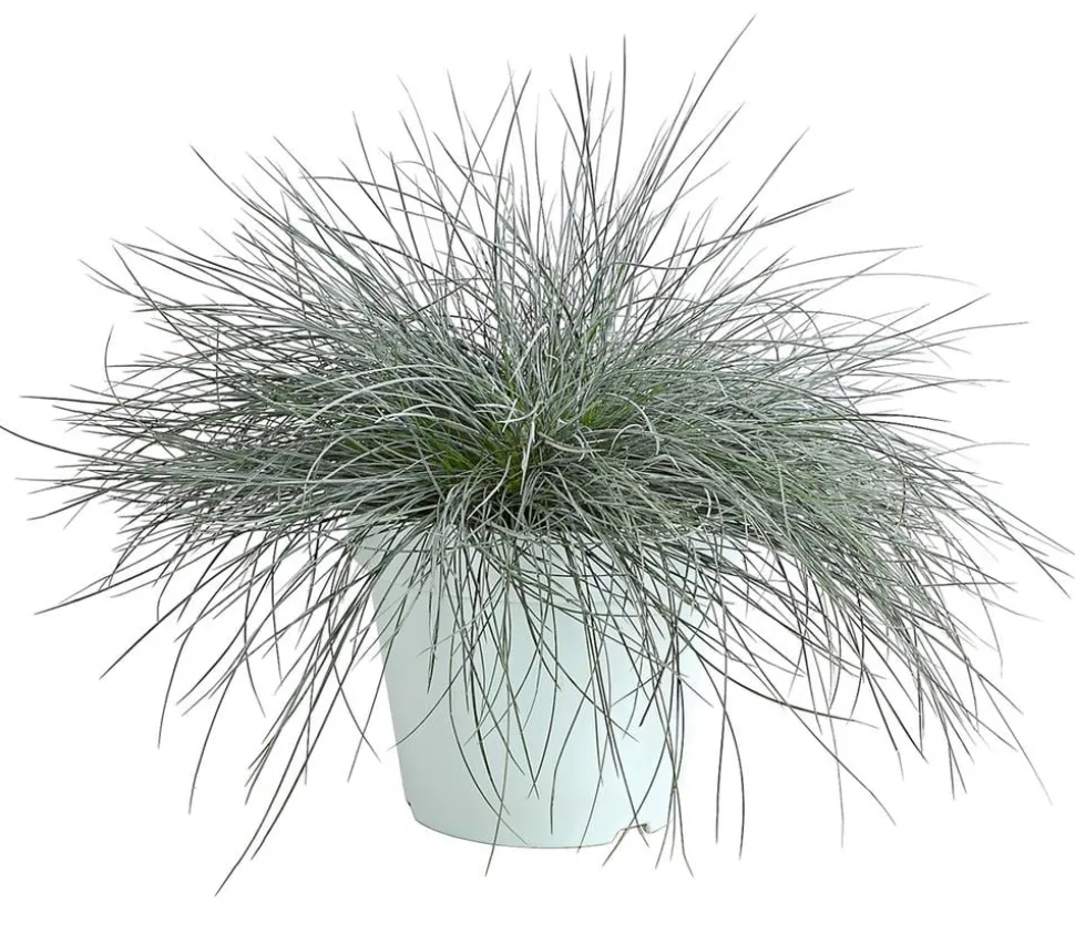 Blauschwingel 'Intense Blue'