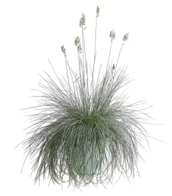 Blauschwingel 'Intense Blue'