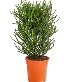 Bleistiftbaum - Euphorbia tirucalli