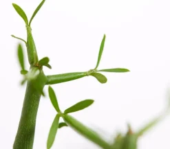 Bleistiftbaum - Euphorbia tirucalli
