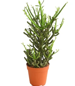 Bleistiftbaum - Euphorbia tirucalli