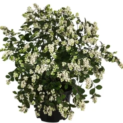 Blütenhecke 'White Hedge', 4er-Set