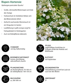Blütenhecke Impress, 4-teilig