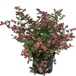 Blütenhecke 'Mother of Pearl', 4er-Set
