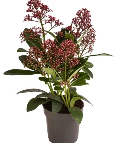 Blütenskimmie 'Rubella'