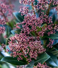 Blütenskimmie 'Rubella'