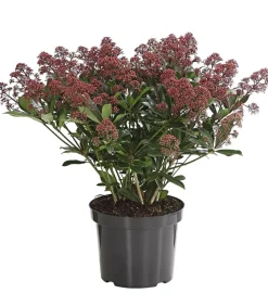 Blütenskimmie 'Rubella'