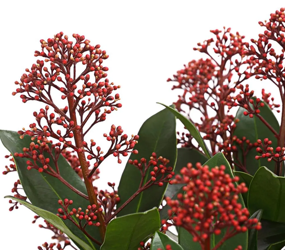 Blütenskimmie 'Rubella'