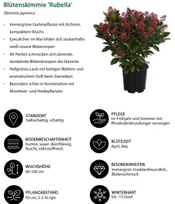 Blütenskimmie 'Rubella'