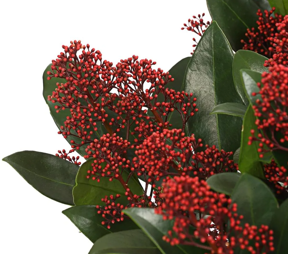 Blütenskimmie 'Rubella'