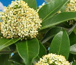Blütenskimmie 'White Globe'