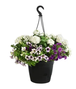 Blumenampel, verschiedene Sorten