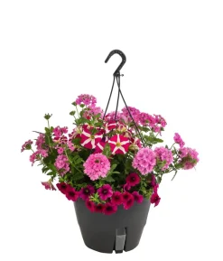 Blumenampel, verschiedene Sorten