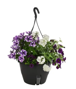 Blumenampel, verschiedene Sorten