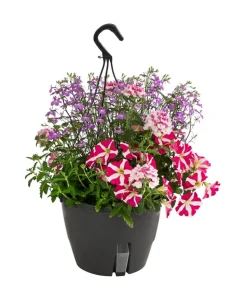 Blumenampel, verschiedene Sorten