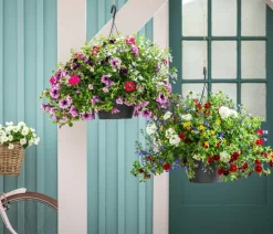 Blumenampel, verschiedene Sorten