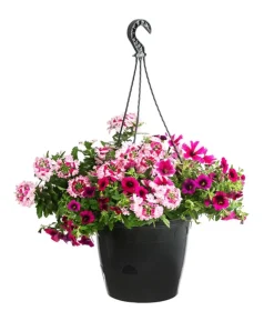 Blumenampel, verschiedene Sorten
