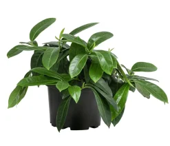 Bodendecker Kirschlorbeer 'Mount Vernon'