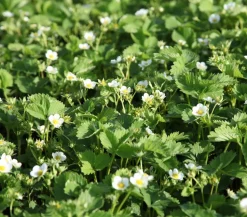 Bodendeckererdbeere, 8er-Schale