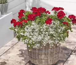 Bodendeckergeranie 'Rubin'