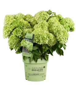 Bodendecker-Rispen-Hortensie Groundbreaker® 'Greeny' ™