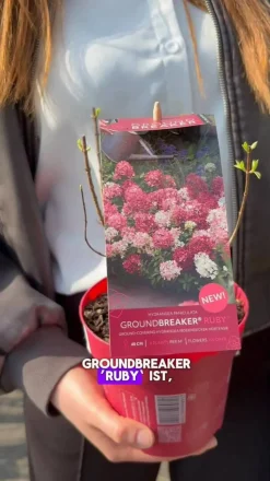 Bodendecker-Rispen-Hortensie Groundbreaker® 'Ruby' ™, 4er-Set