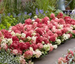 Bodendecker-Rispen-Hortensie Groundbreaker® 'Ruby' ™, 4er-Set